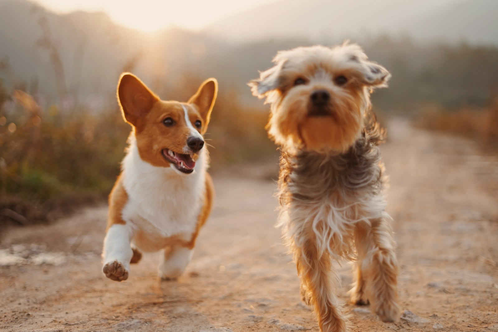 Two happy dogs running along an outdoor trail