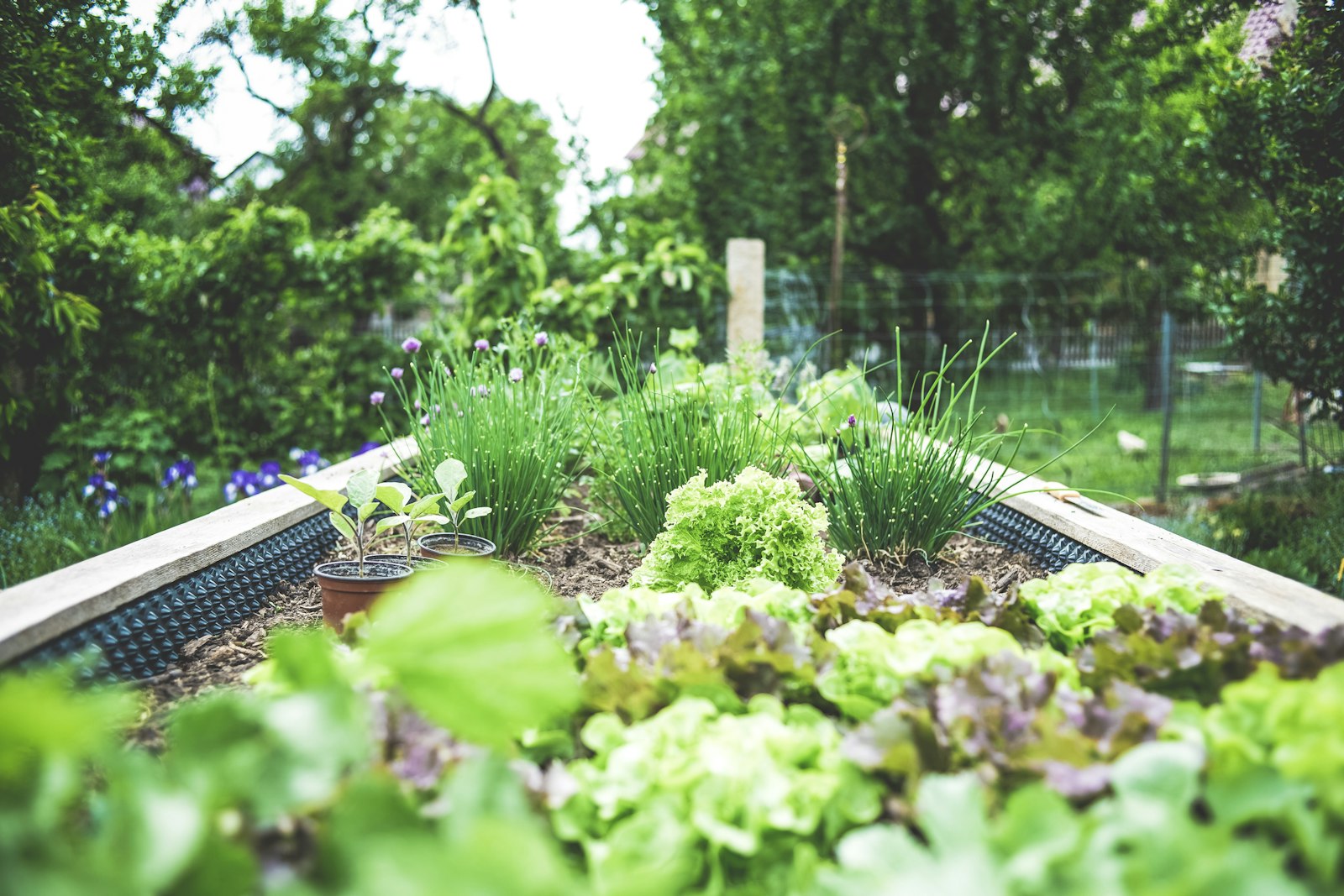 Raised garden bed with thriving vegetable herbs and clear soil