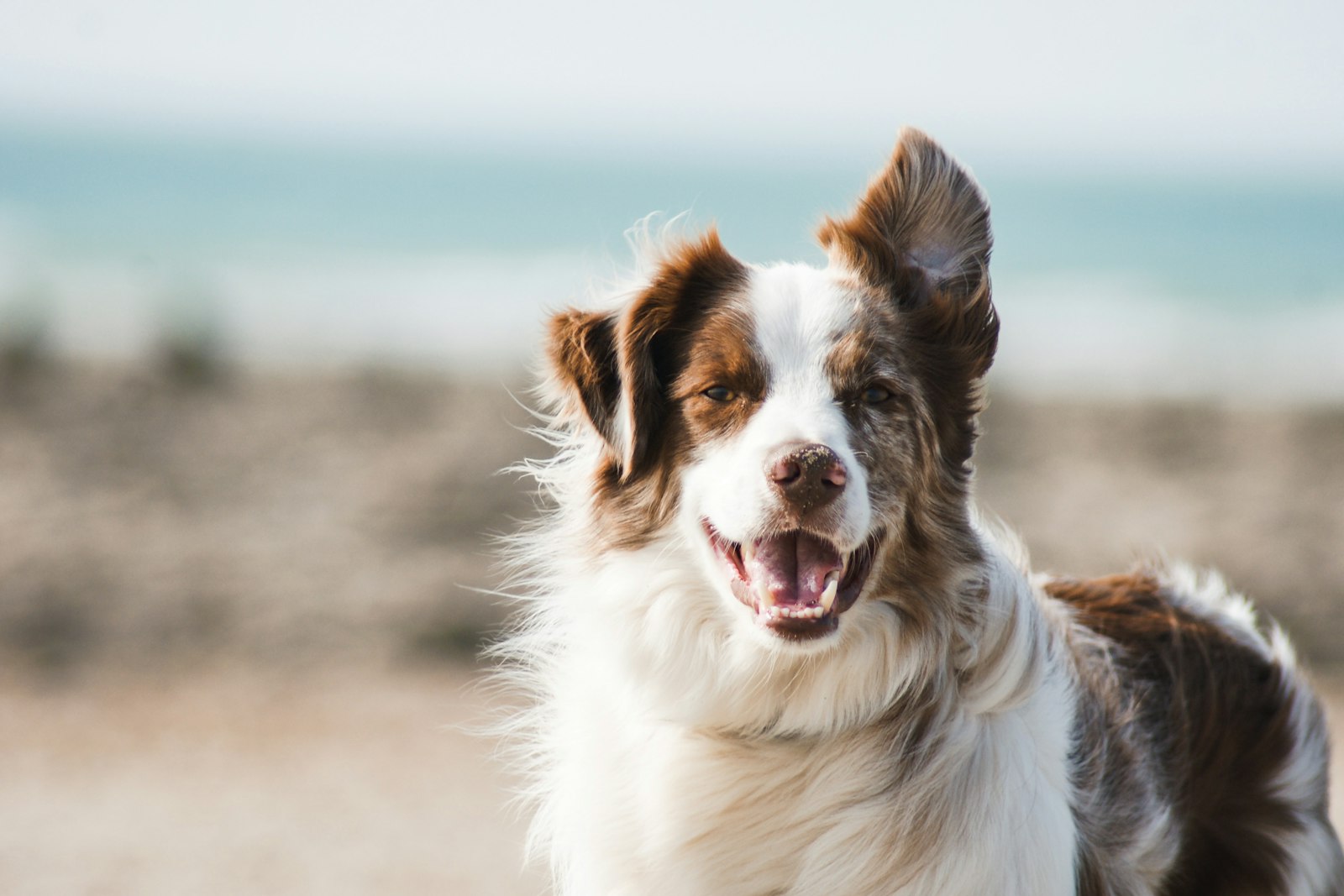 Fluffy groomed dog looking refreshed
