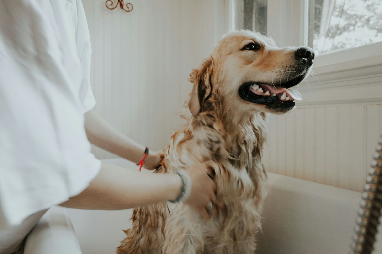 Experienced hands grooming a dog gently