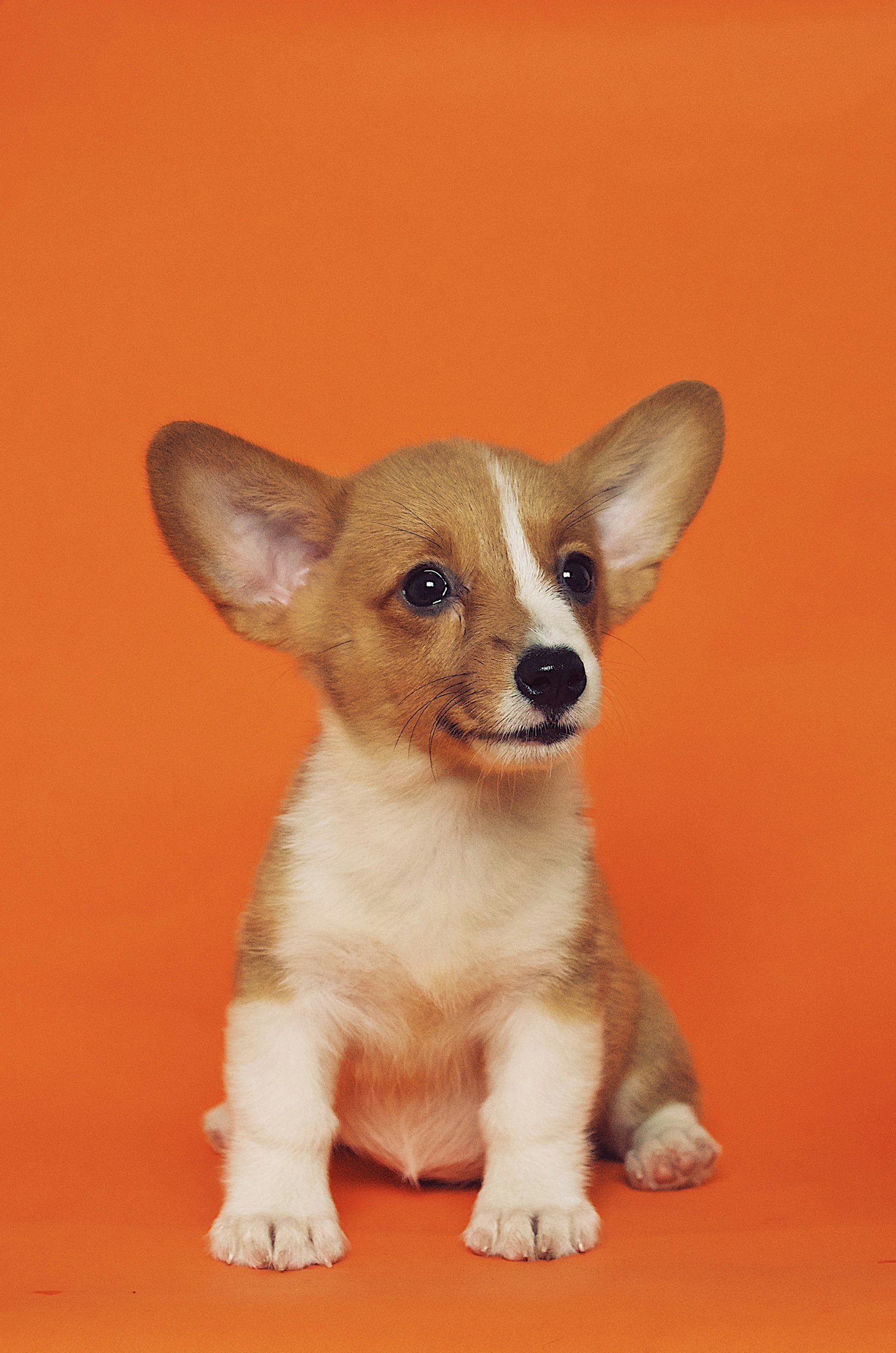 Small dog sitting happily