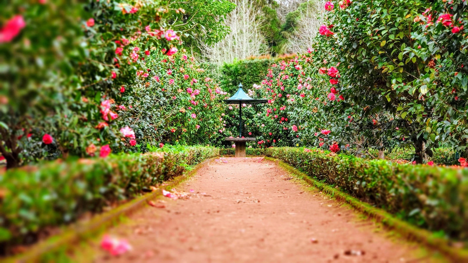 Lush green lawn landscape