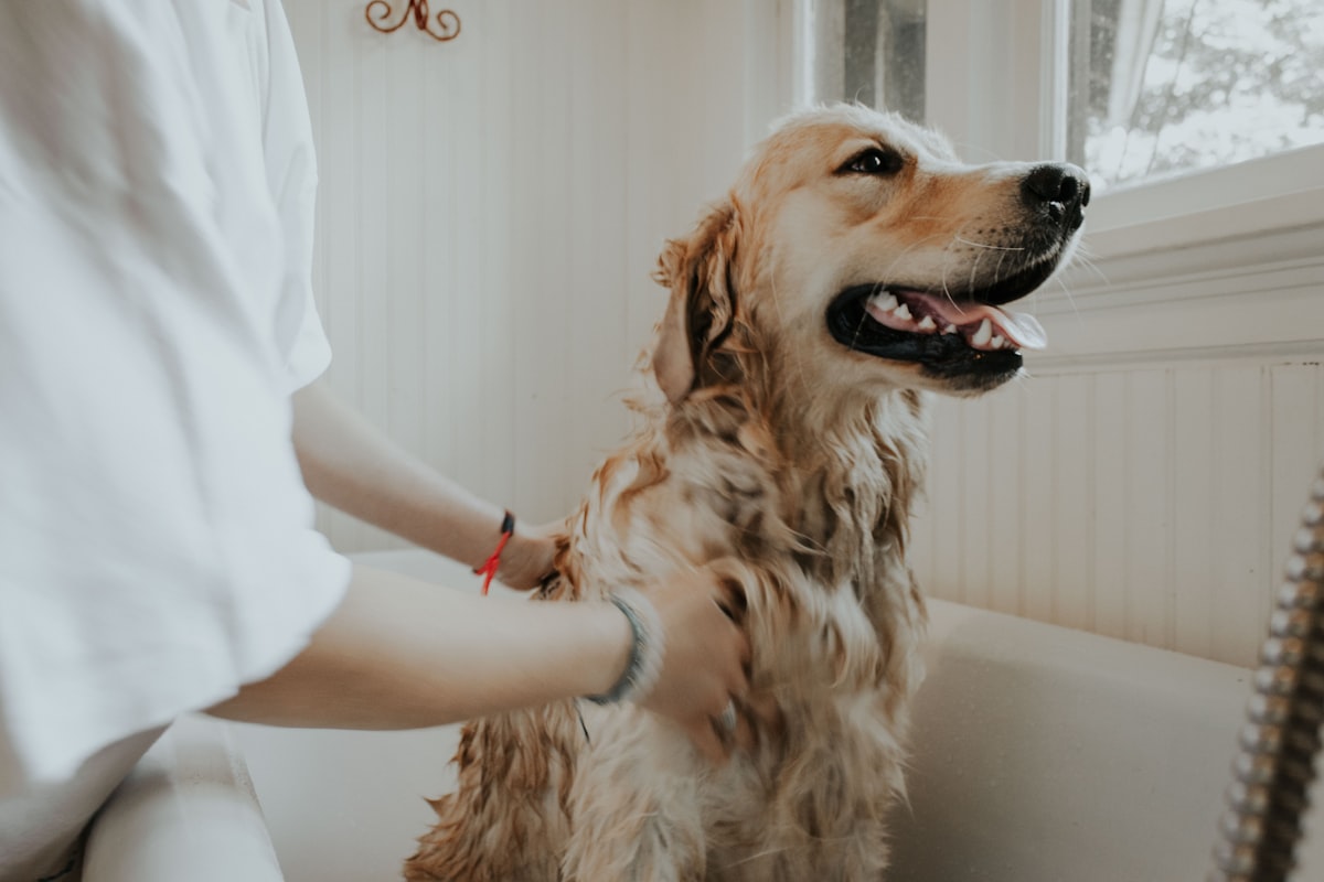 Dog receiving a gentle warm wash during grooming
