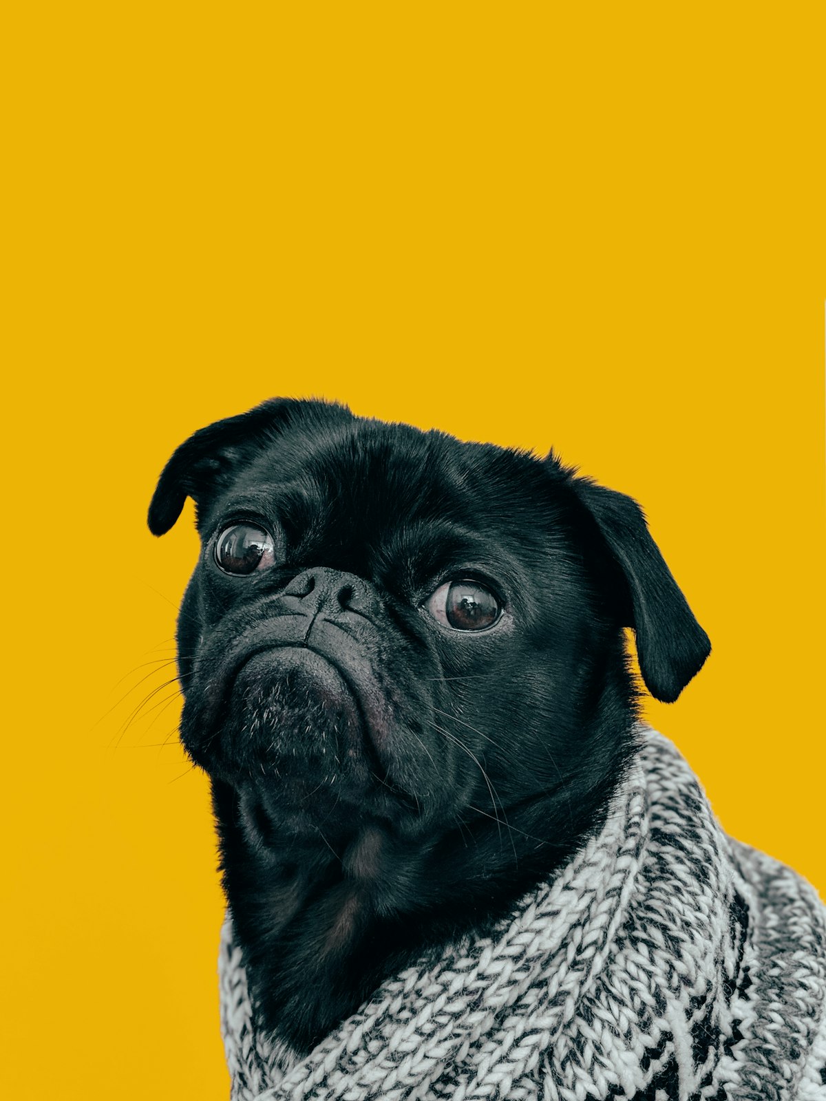Attentive small pug dog in warm knitted sweater