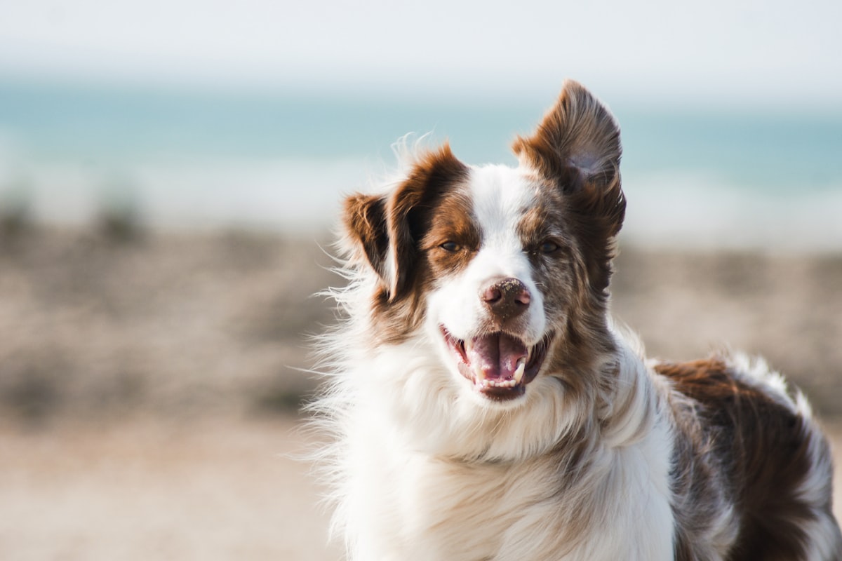 A joyful Australian Shepherd with fluffy trimmed coat and windblown ears