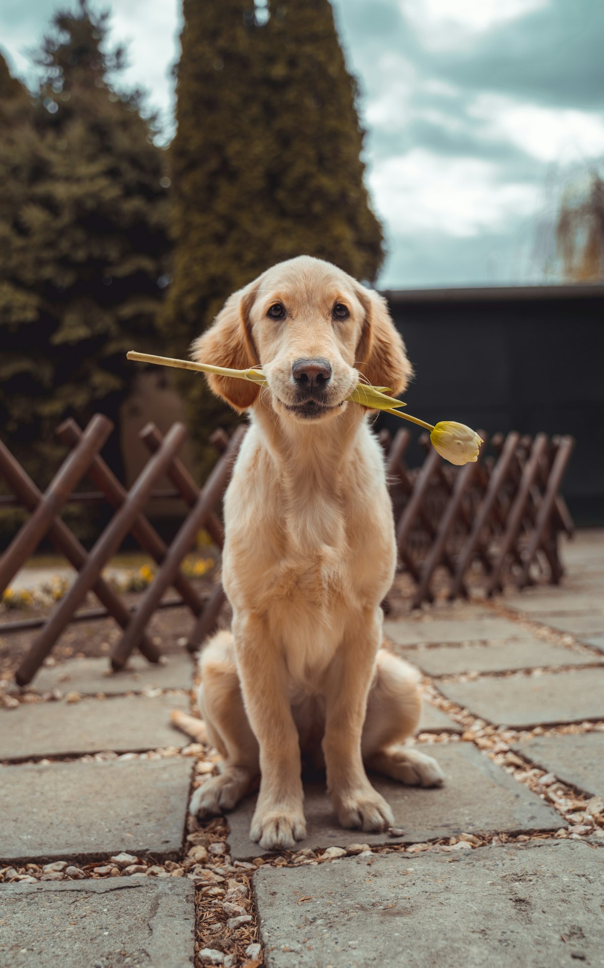 A calm, beautifully groomed golden retriever sitting patiently outdoors with a flower