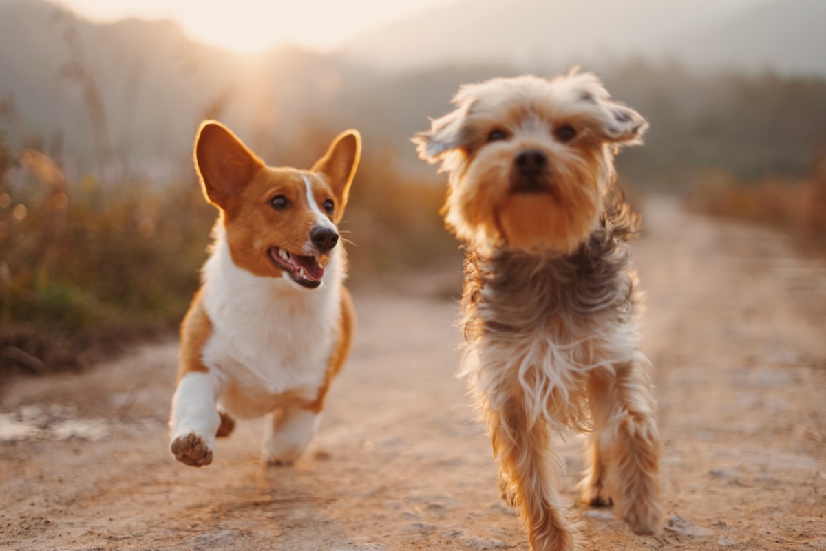 Two small happy groomed dogs running playfully along a sunny track